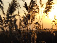 reed bed somerset levels.jpg